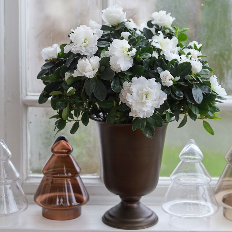 Azalea hvit