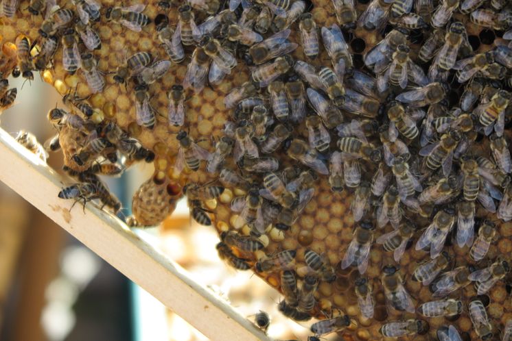 Camfil_Bienen mit Waben