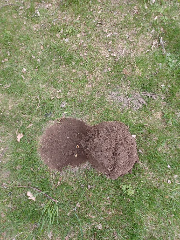 gropar2.jpg
