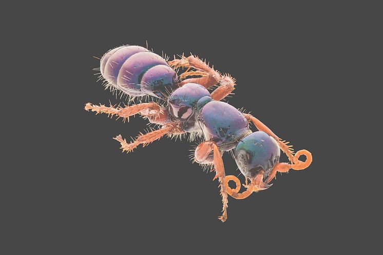 Diamma bicolor