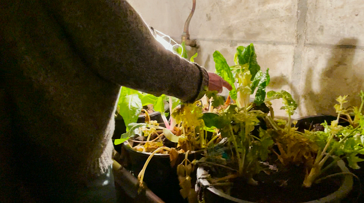 Januar herbarium - Stephen Barstows garden