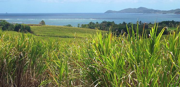 saint-james-sugarcane-bred