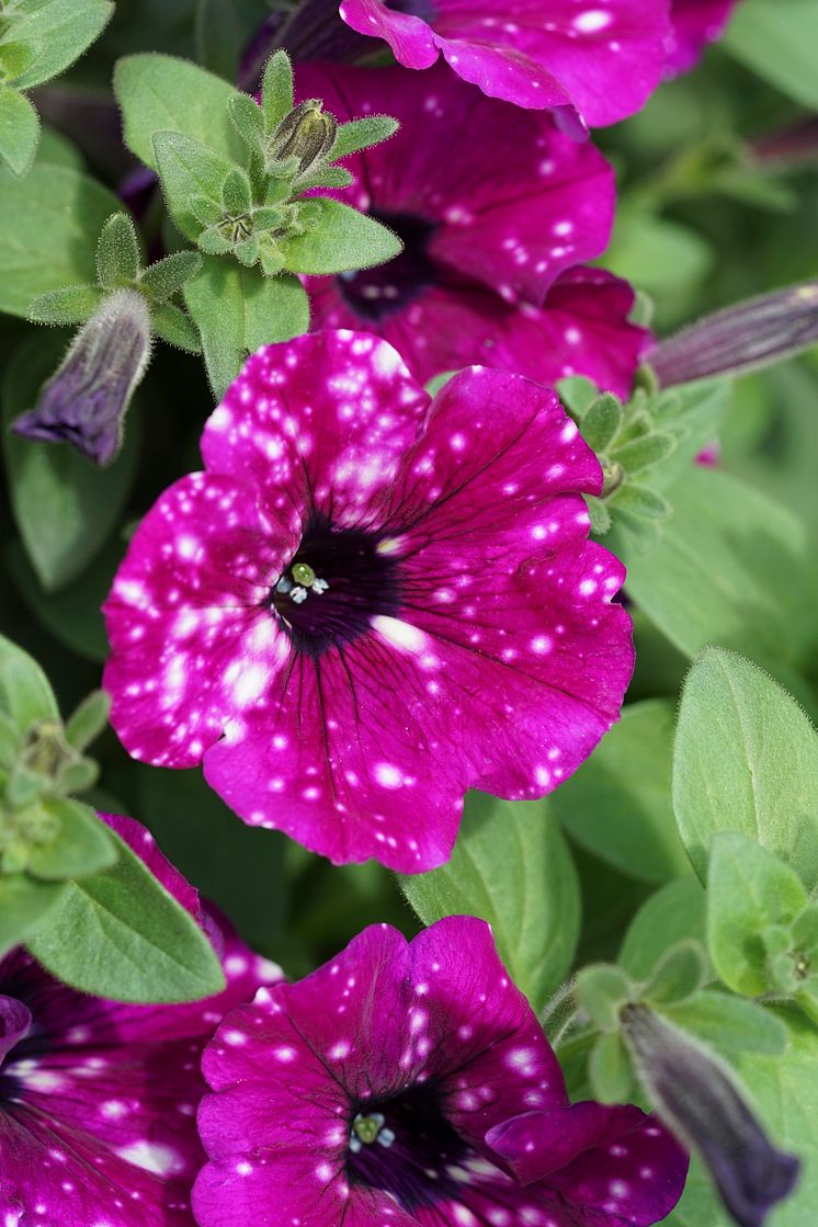 Petunia RoyalSky 