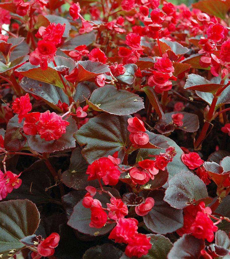 Dubbelblommande Sommarbegonia