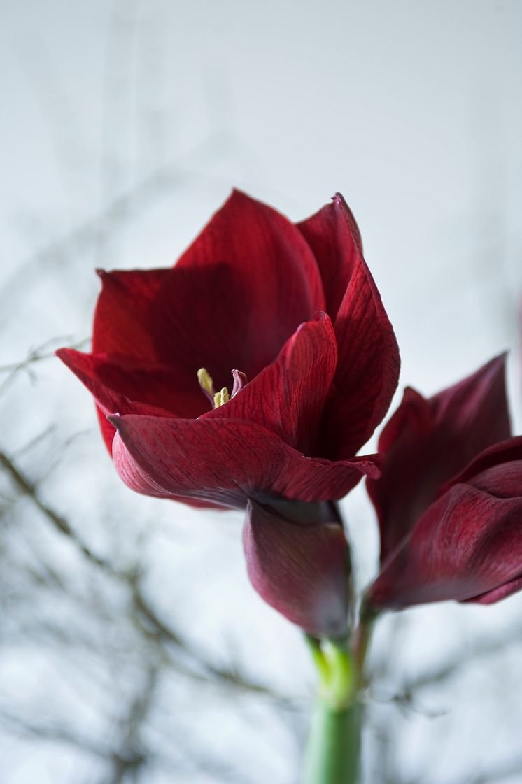 Mörkröd amaryllis i närbild