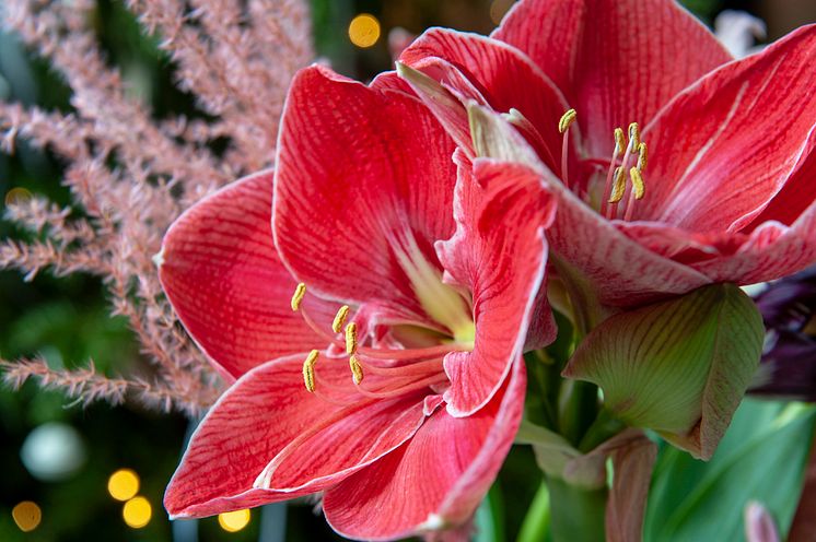 Amaryllis julen 2020