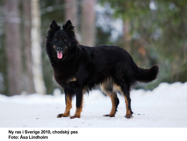 Chodský pes - ny ras i Sverige 2010