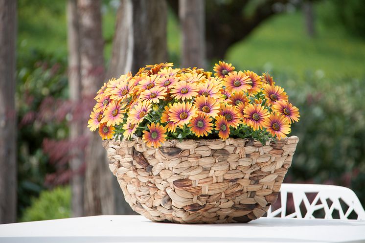 Stjärnöga, Osteospermum ecklonis Purple Sun