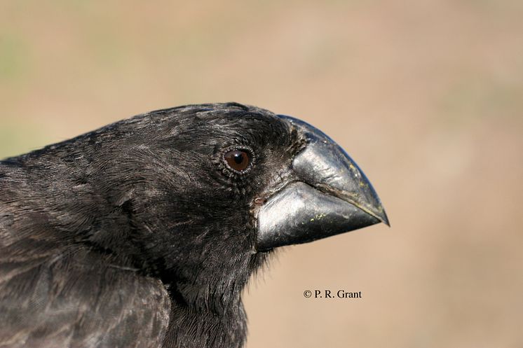 Geospiza magnirostris - närbild
