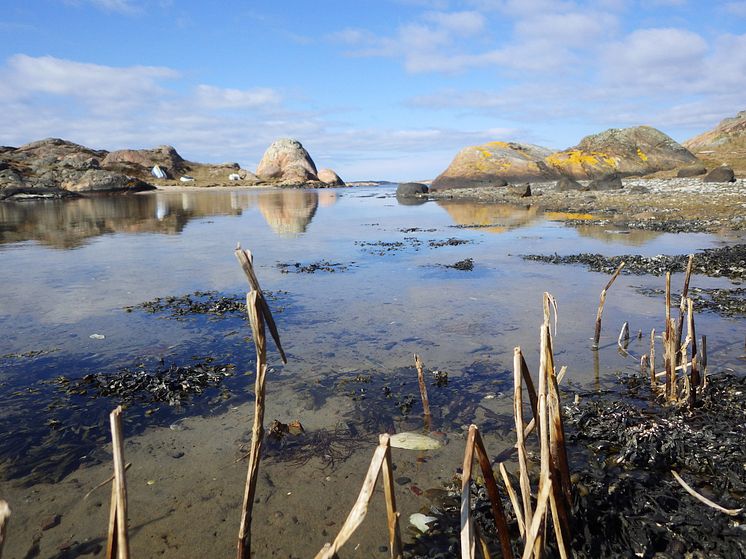 Havet utanför Lovéncentret Kristineberg i Fiskebäckskil