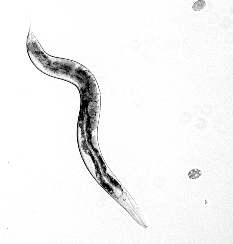 C.elegans