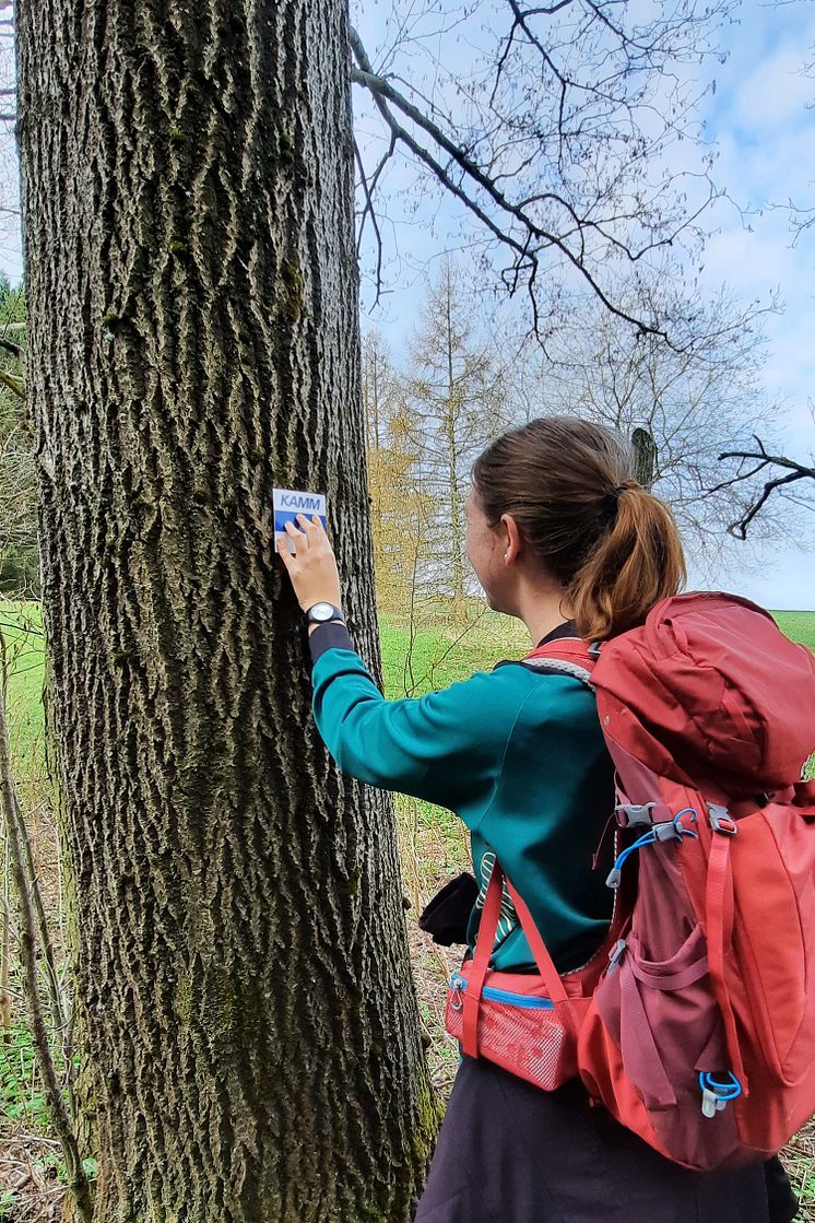 Anbringen der Markierung am Baum_Foto TVE