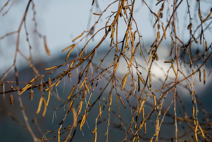 Björkpollen och allergi 