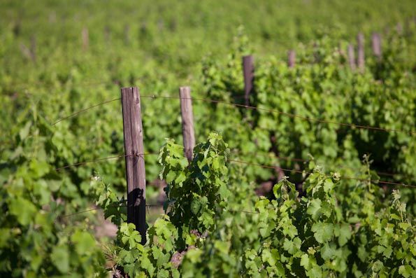 Bushvines Stellenbosh