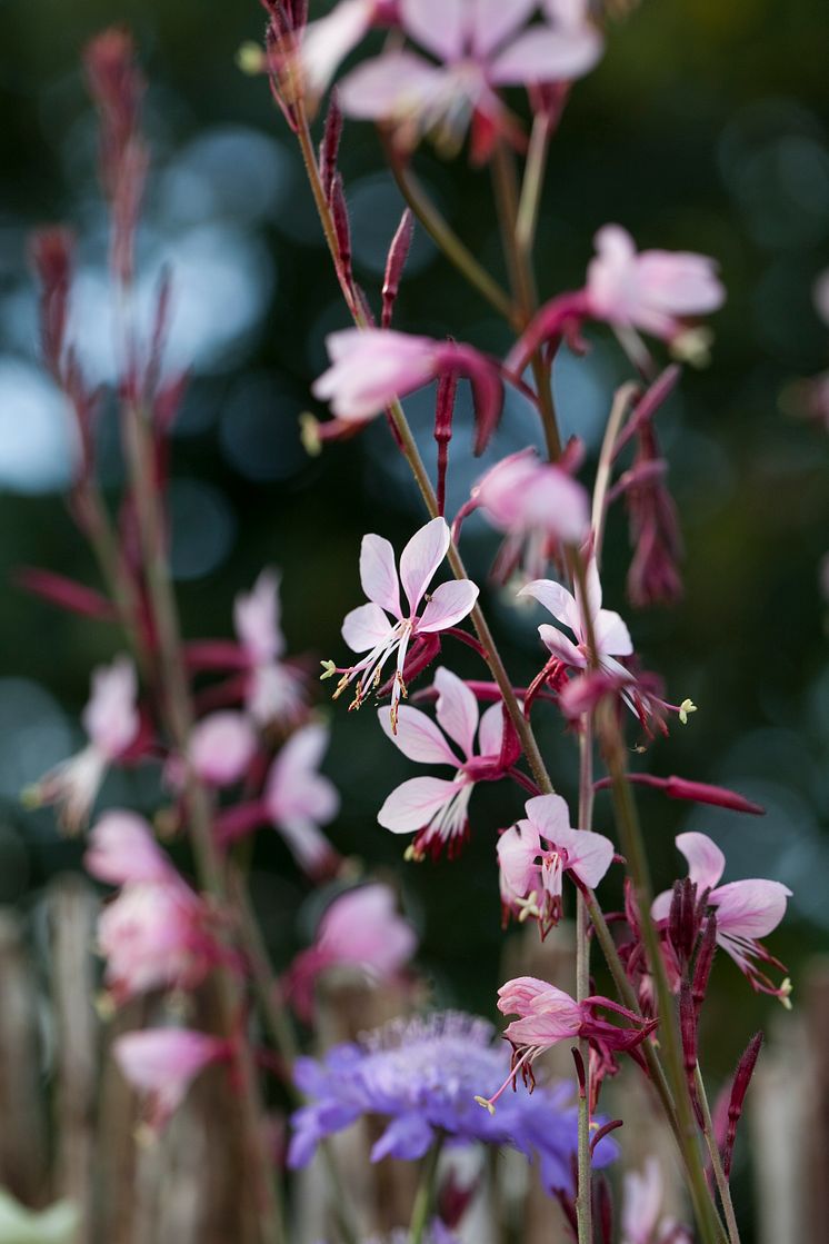 Gaura 2018 Foto@annikasnaturligating   (2)