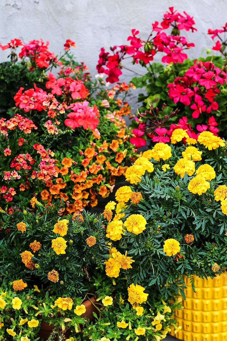 Pelargoner, tagetes, småpetunia och Nemesia Sunsatia 'Blood orange'