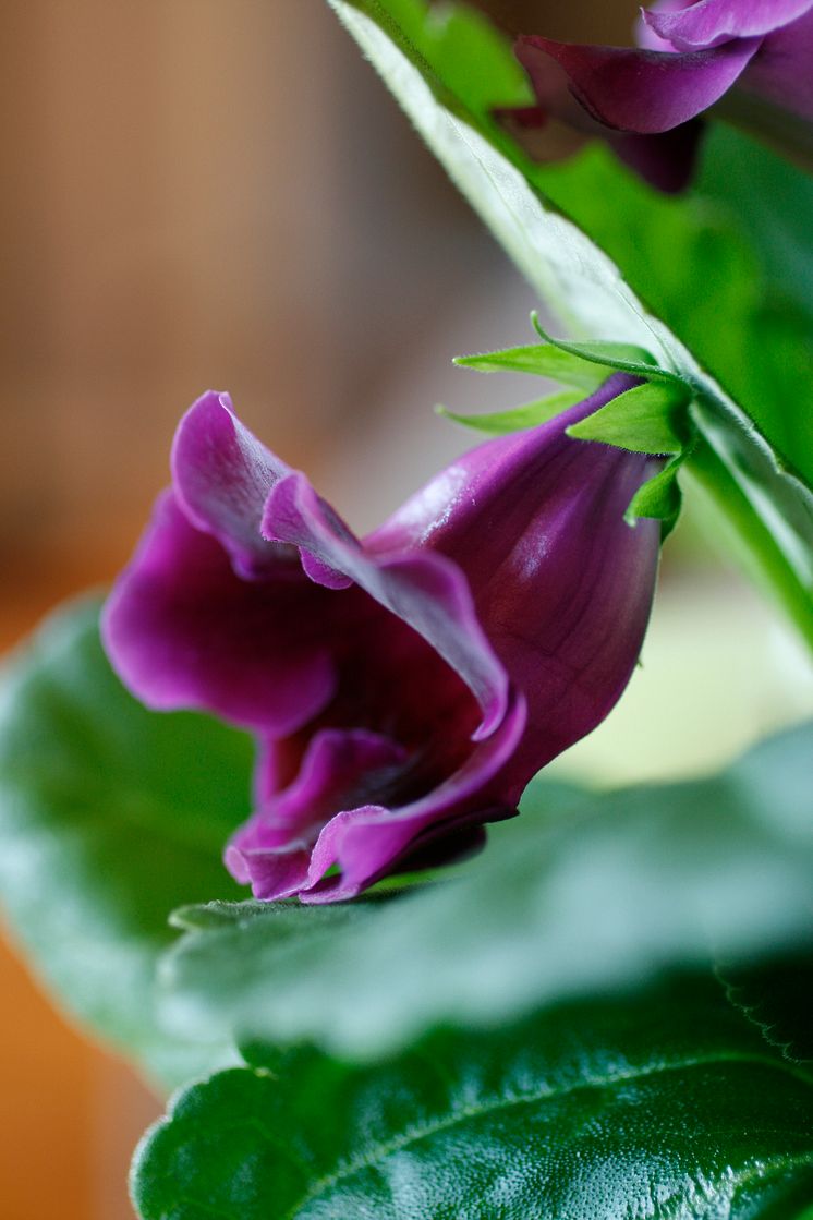 Gloxinia Sinningia speciosa Multibells-serien nära blå