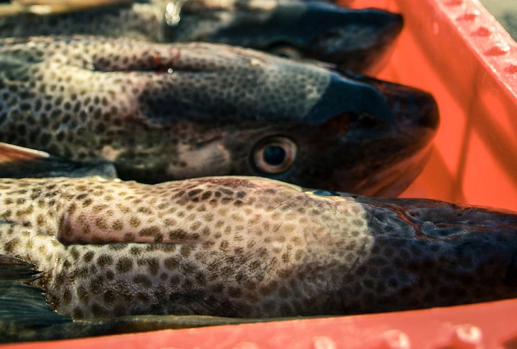 Fortsatt förbud av torskfiske i Östersjön