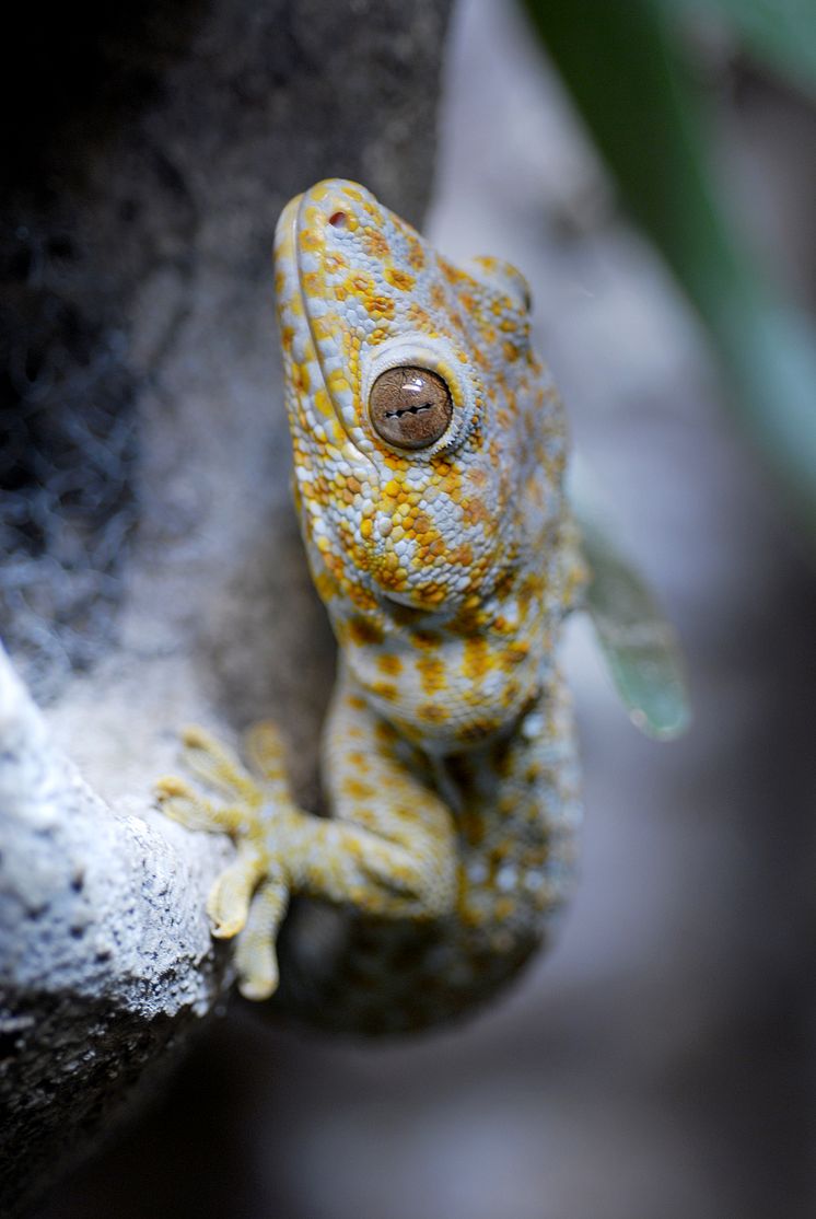 Tokaygecko. Pressbild 4 Akvariet