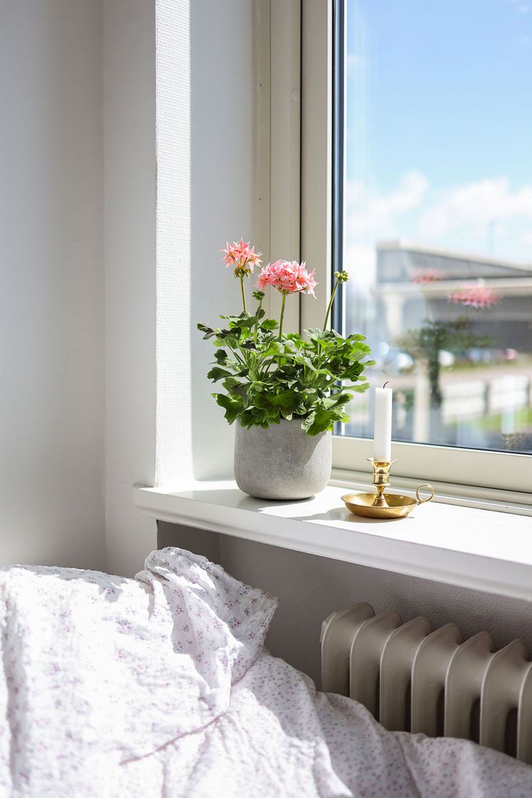 Årets Pelargon 2025 Pelargonium Summer Twist Rose foto SydGrönt (12).jpg