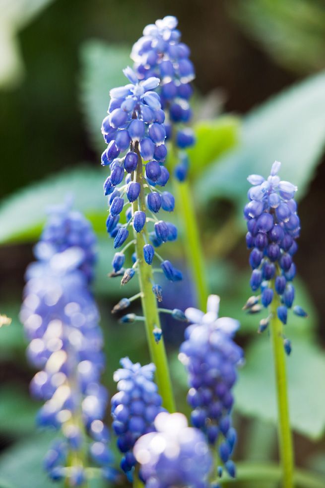 Armenisk pärlhyacint, Muscari armeniacum