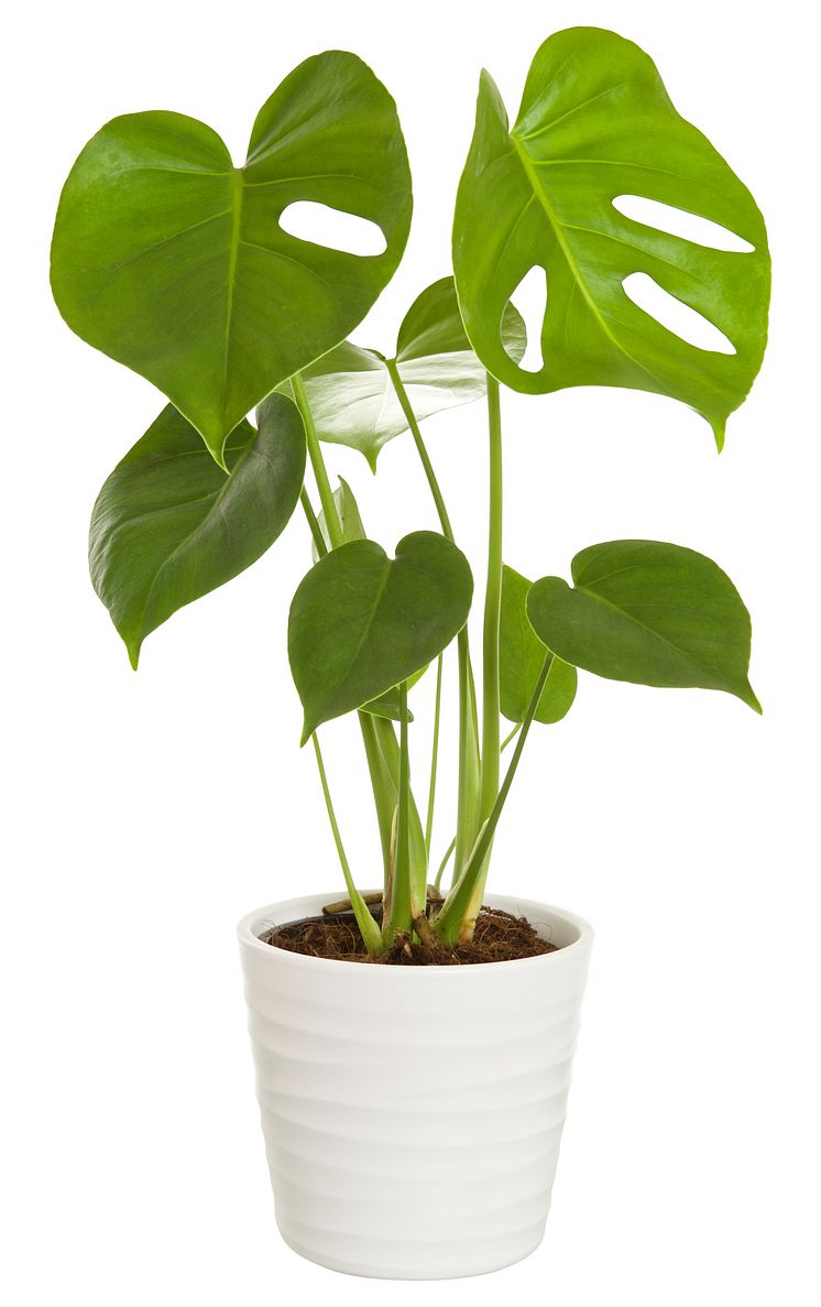 Monstera