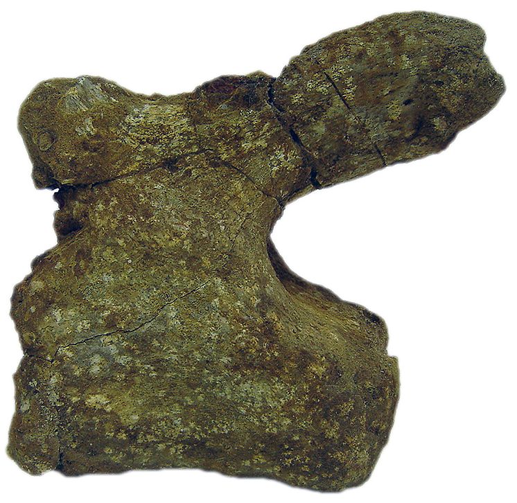 Adaffa Sauropod Vertebra