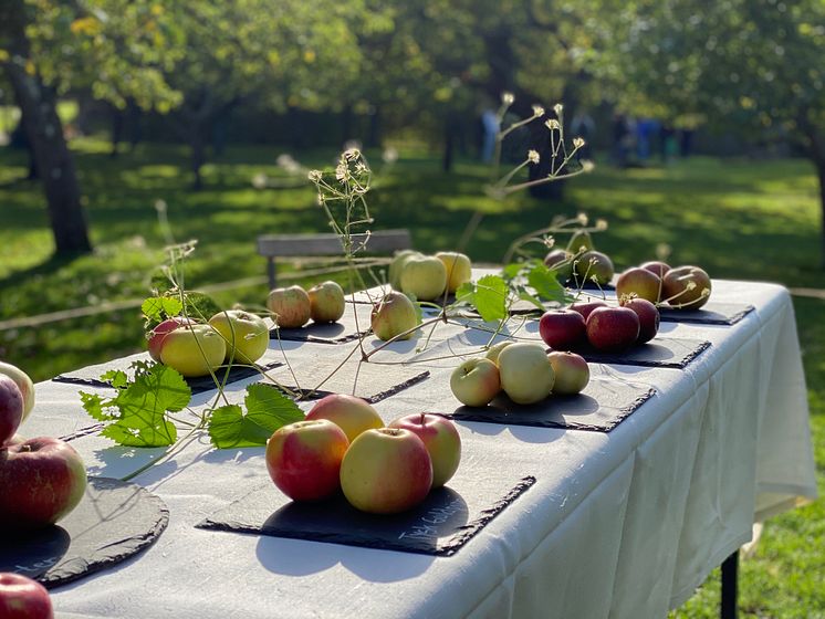 Äppelfest på Kunliga Djurgården med äppelutställning på Rosendals Trädgård