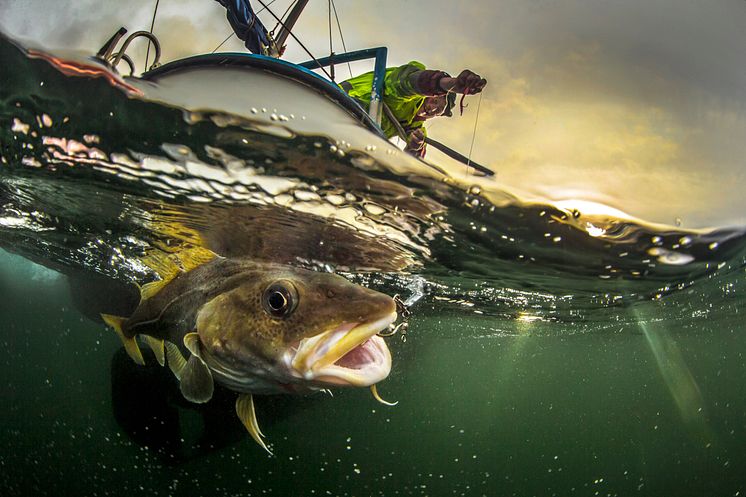 My father fishing cod - Audun Rikardsen