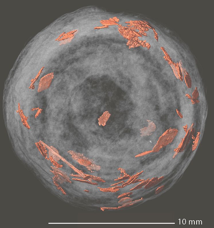 Spiral_coprolite_fishremains.jpg