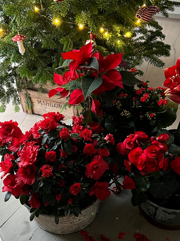 Julblommor_2024_klassiska
