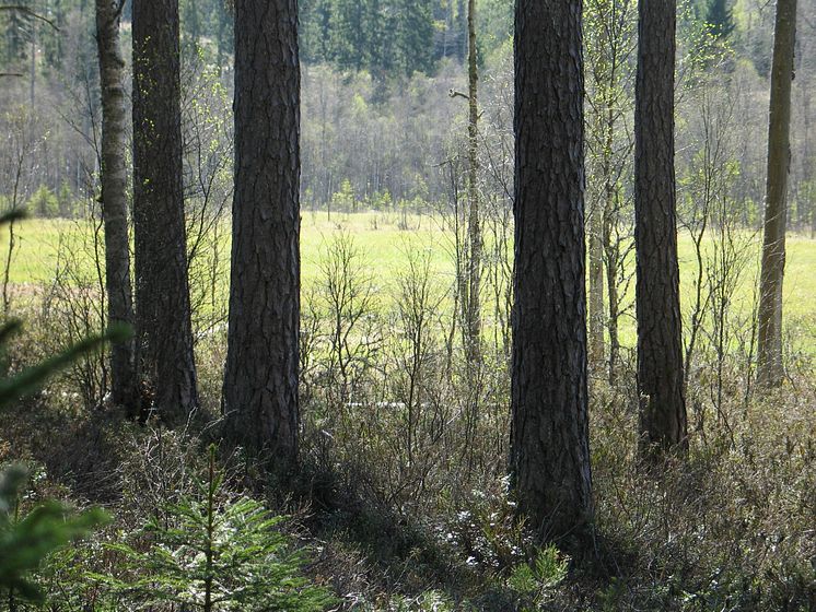 Iglasjön, Lerstugesjöns naturreservat