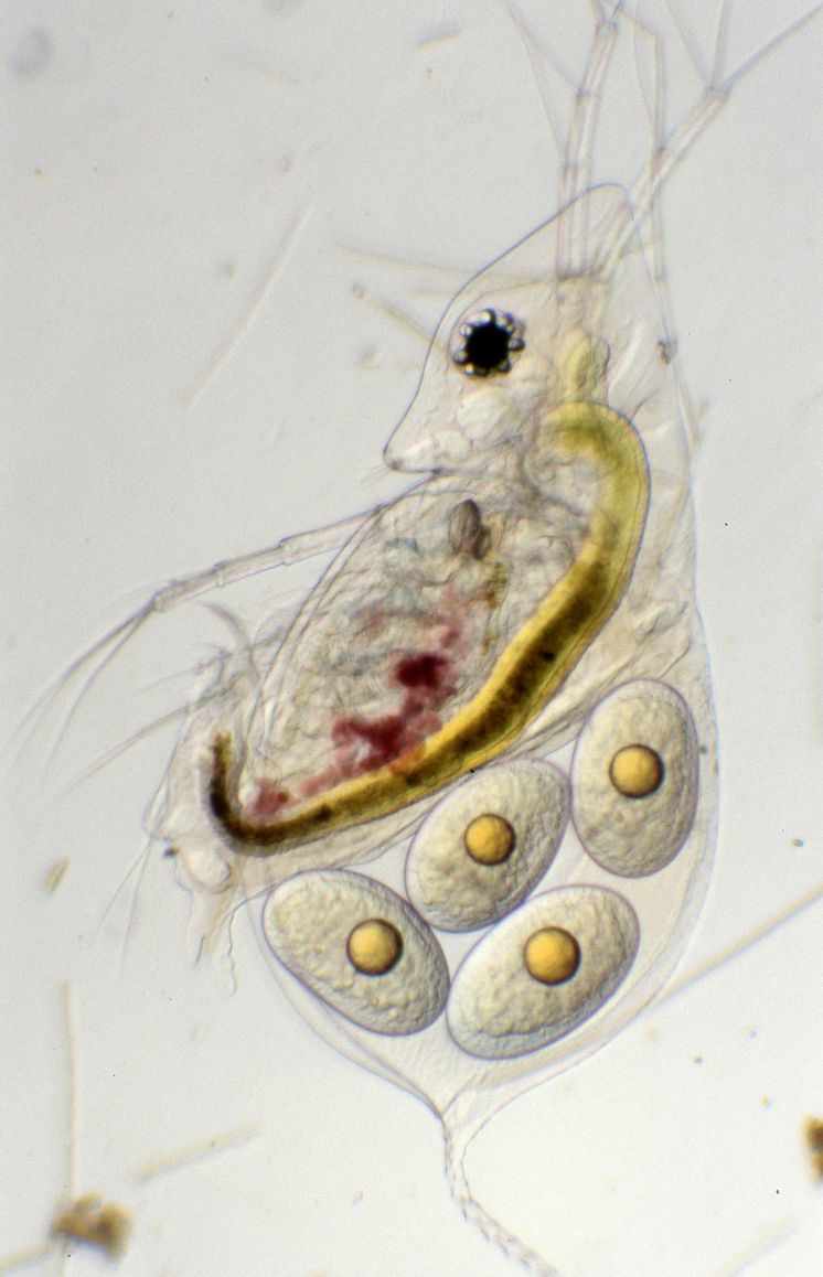 Daphnia Cucullata