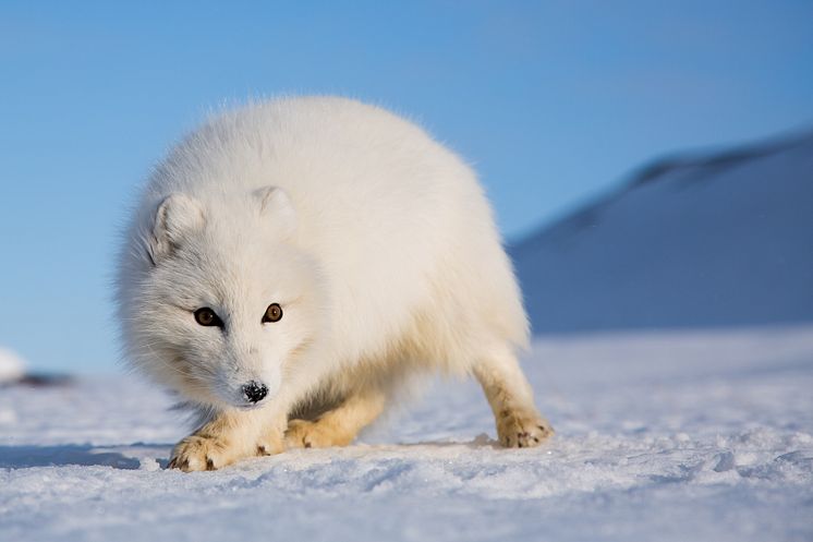 Polar fox at Svalbard- Photo - Asgeir Helgestad - VisitNorway.com (1).jpg