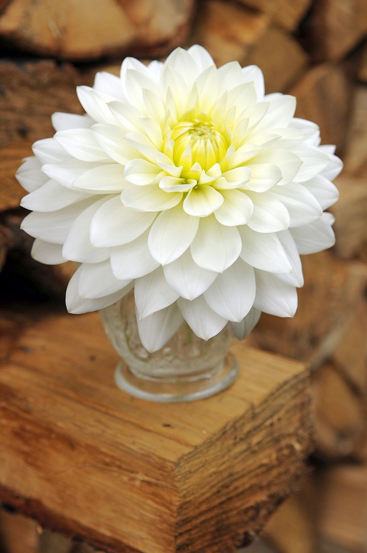 Vit dahlia i vas