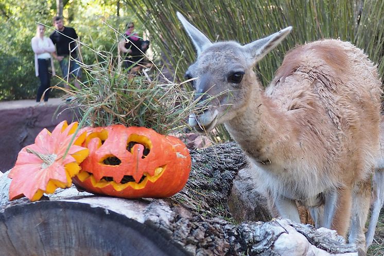 Halloween im Zoo Leipzig: Guanako am Kürbis