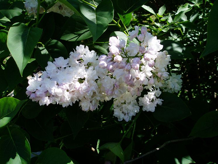 Syren Syringa vulgaris BEAUTY OF MOSCOW