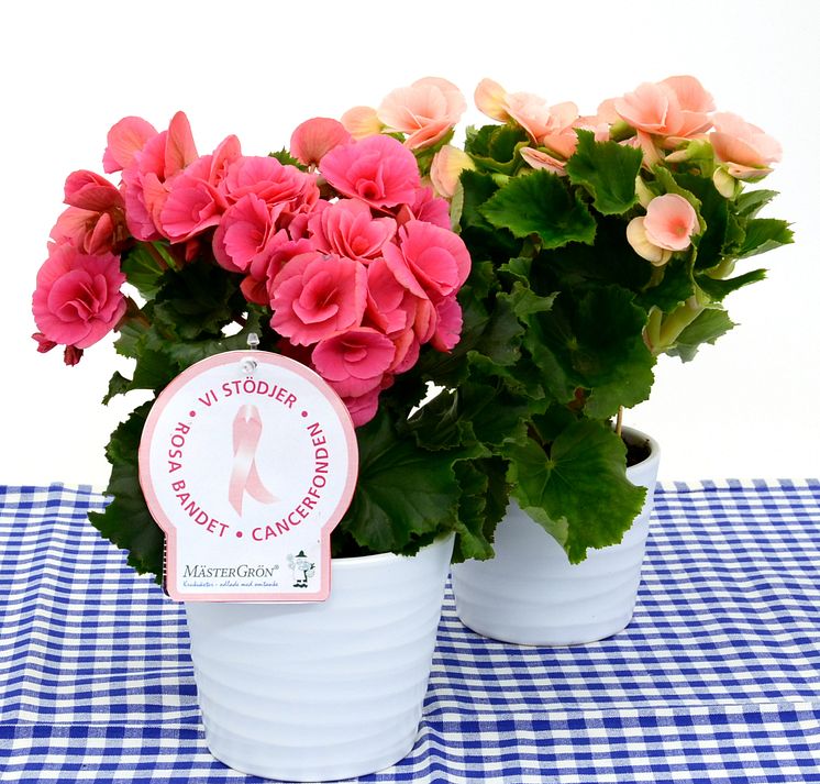 Dagens Rosa Produkt 4 oktober - en Begonia från Mäster Grön