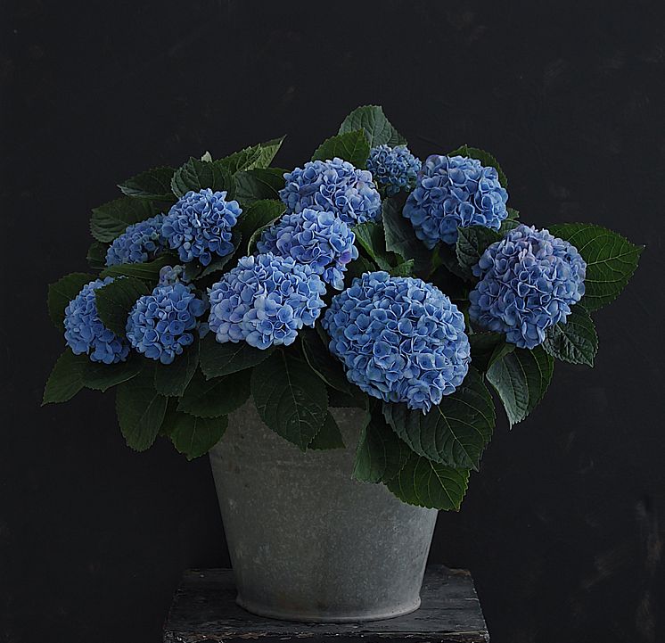Hortensia blå