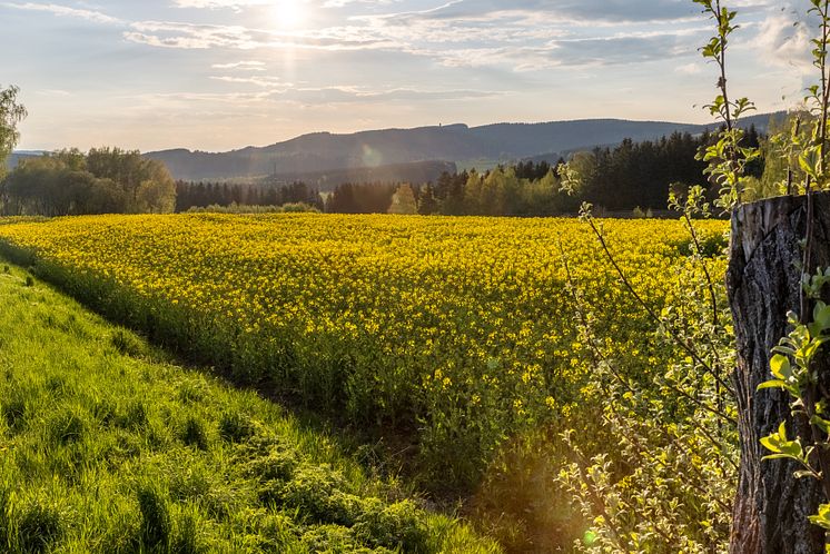 Scheibenberg Makersbach Raschau 05.2021 (7 von 18) Foto TVE_RonnyKüttnerPhotoron