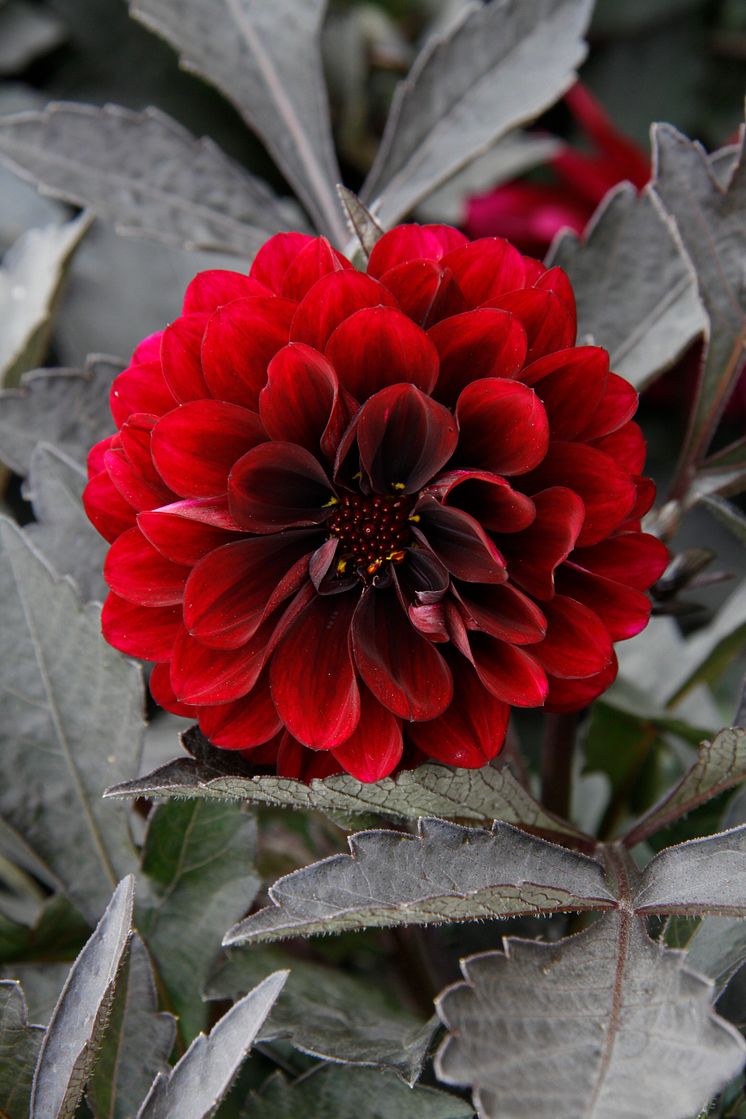 Mörkbladiga dahlior, Dahlia x hybrida  Dark Dalaya Amba