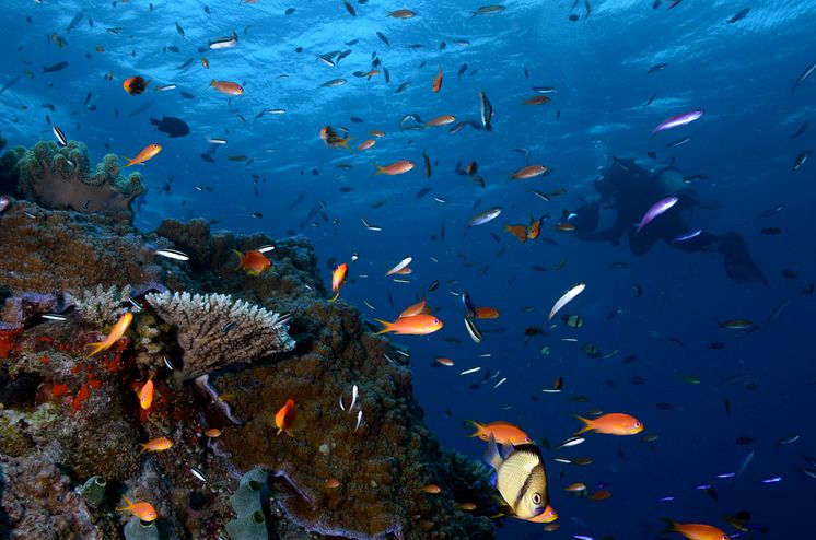 Yadegar Asisi im Great Barrier Reef 