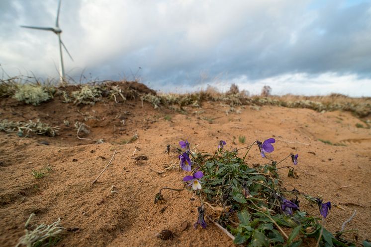 142 blommor blommade på första advent