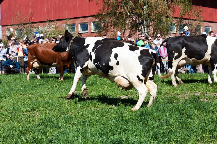 13 Kuslipp Skejtlein 2017 Foto Trine Guttulsrød