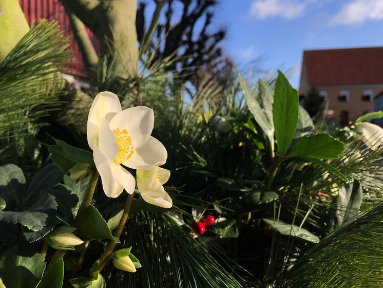 Juldekoration på Katrinetorp Landeri