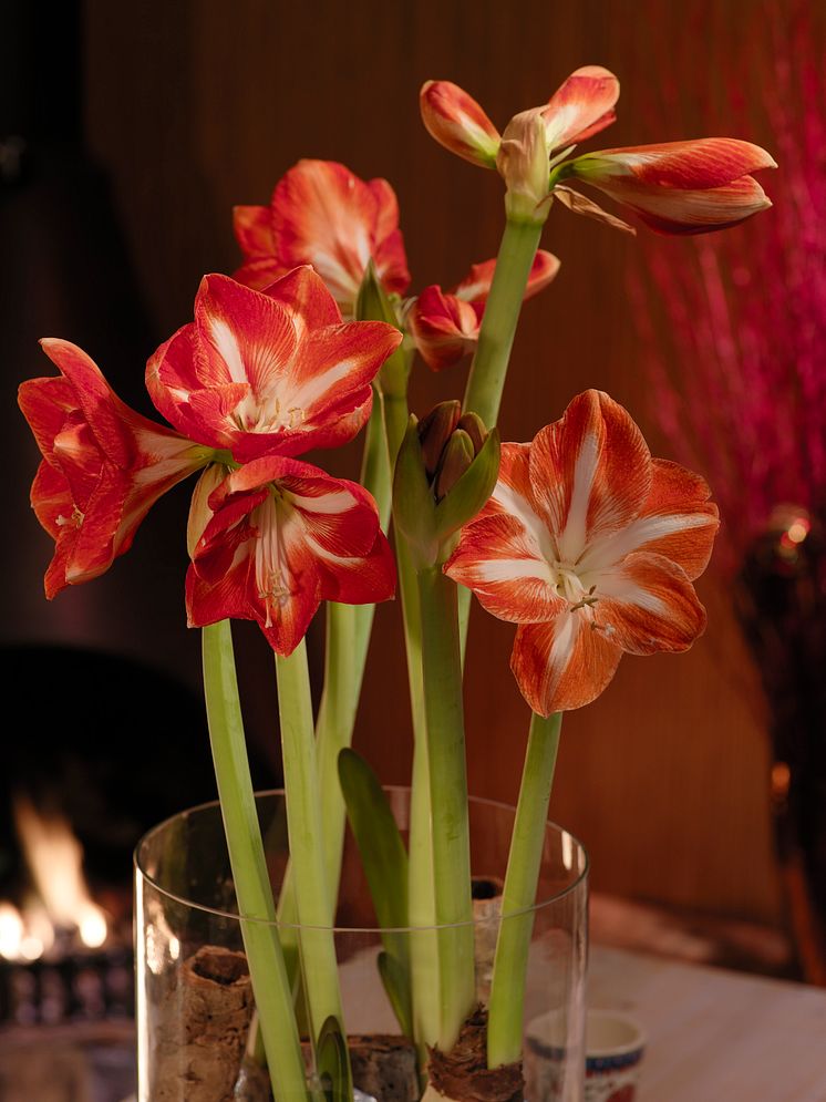 Amaryllis i cylindervas