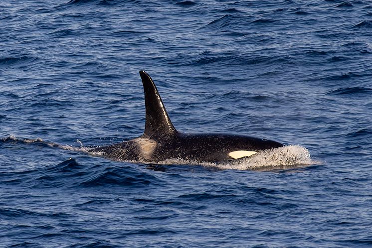 Wildlife Northern Norway Whale