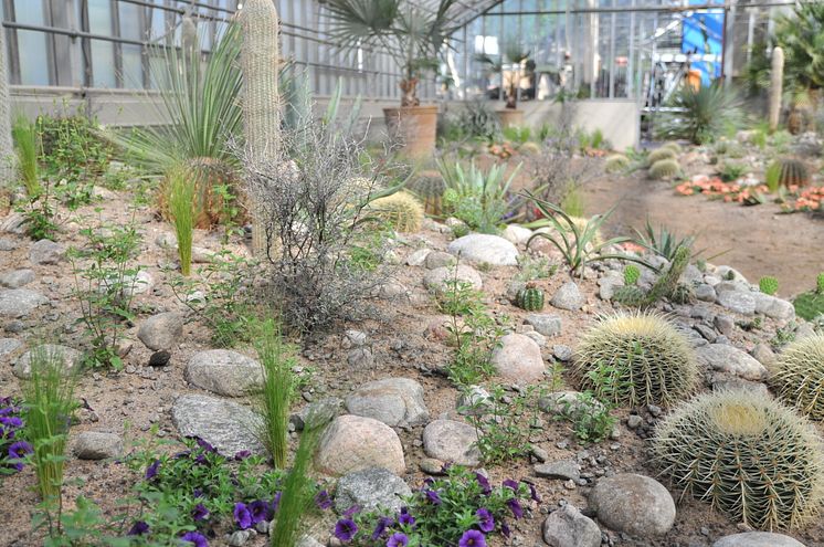 Ökenblomning, som del i utställningen Kaktus i kubik, signerad Peter Korn