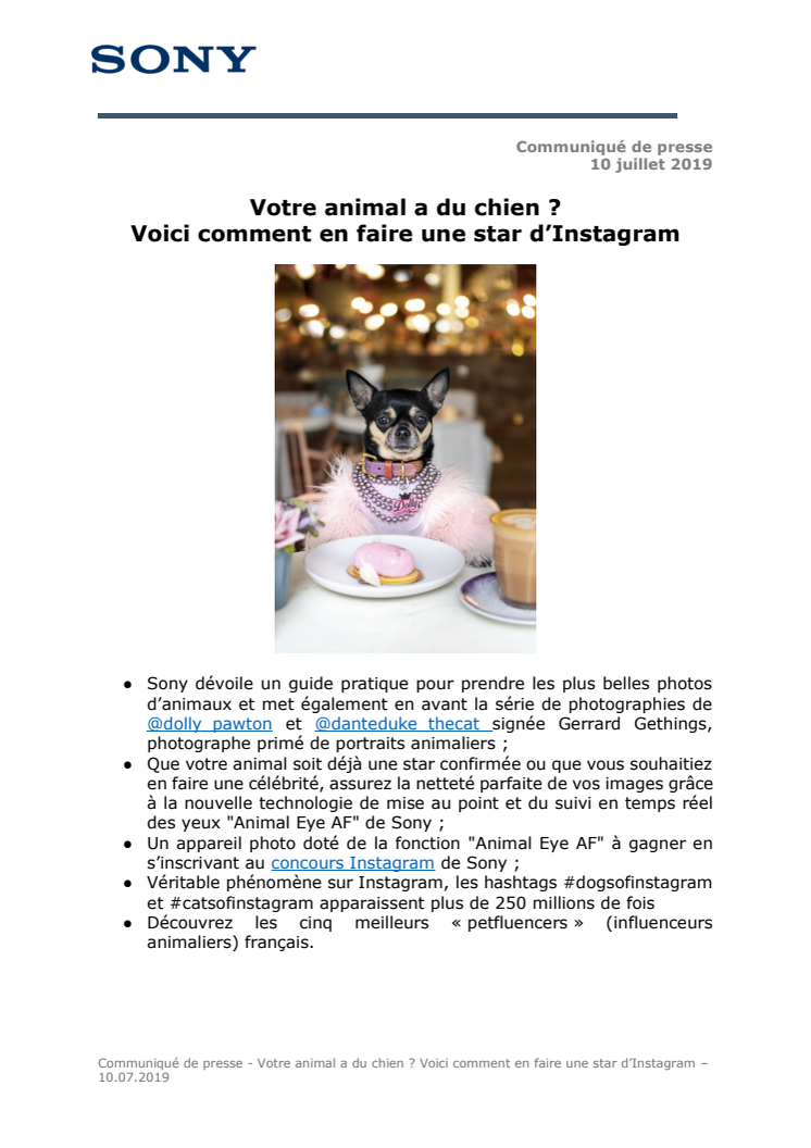 Votre animal a du chien ?  Voici comment en faire une star d’Instagram