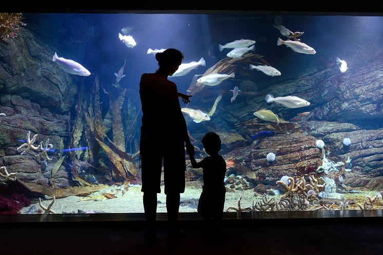 Ozeaneum i Stralsund ved Østersøen